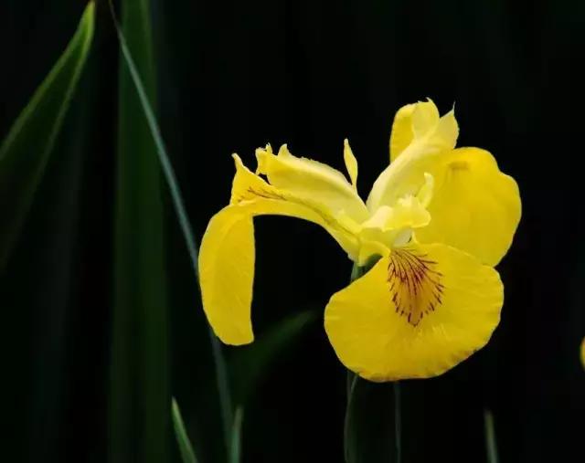 德國鳶尾屬植物的種類和花語,法國鳶尾花的寓意(鳶尾花的養護管理)