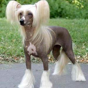 冠毛犬多少钱一只啊，冠毛犬（世界名犬——中国冠毛犬）