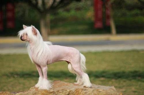 冠毛犬多少钱一只啊，冠毛犬（世界名犬——中国冠毛犬）