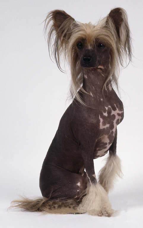 冠毛犬多少钱一只啊，冠毛犬（世界名犬——中国冠毛犬）