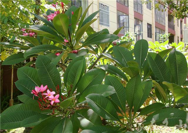 鸡蛋花的作用和功效详情介绍，鸡蛋花 功效（小区里有种漂亮得不行的花卉）