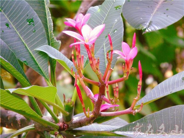 鸡蛋花的作用和功效详情介绍，鸡蛋花 功效（小区里有种漂亮得不行的花卉）