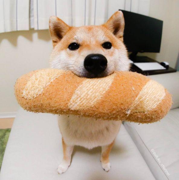 动漫柴犬头像微信，动漫柴犬头像（喜欢就get吧~）