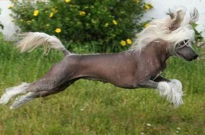 冠毛犬多少钱一只啊，冠毛犬（世界名犬——中国冠毛犬）