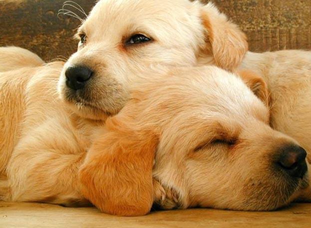 拉布拉多图片大全，拉布拉多图片（狗狗品种大全之拉布拉多）