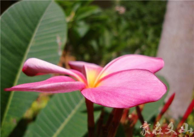 鸡蛋花的作用和功效详情介绍，鸡蛋花 功效（小区里有种漂亮得不行的花卉）