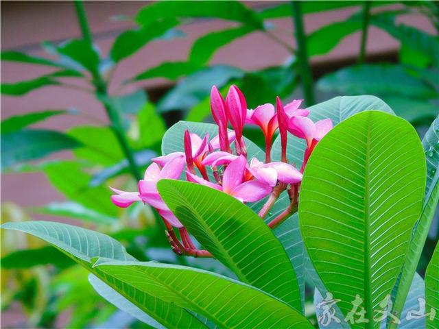 鸡蛋花的作用和功效详情介绍，鸡蛋花 功效（小区里有种漂亮得不行的花卉）