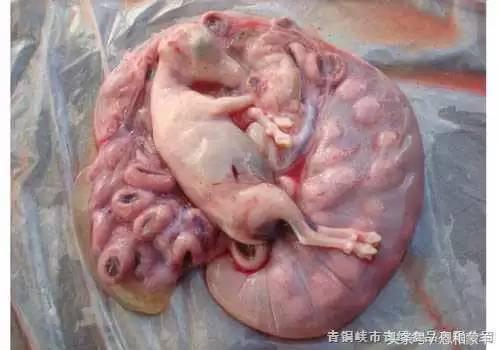 羊眼的功效与作用，羊眼的营养成分（<让更多人知道羊肉的价值>）