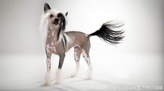 冠毛犬多少钱一只啊，冠毛犬（世界名犬——中国冠毛犬）