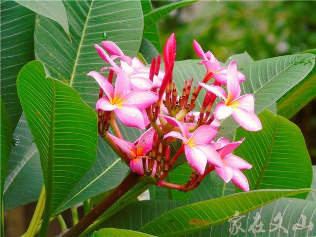 鸡蛋花的作用和功效详情介绍，鸡蛋花 功效（小区里有种漂亮得不行的花卉）