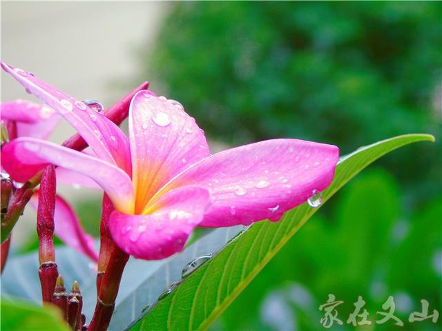 鸡蛋花的作用和功效详情介绍，鸡蛋花 功效（小区里有种漂亮得不行的花卉）