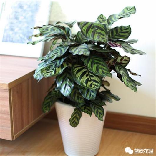 孔雀竹芋的养殖方法和注意事项，水培孔雀竹芋的养殖方法及注意事项（只需做到这4点）