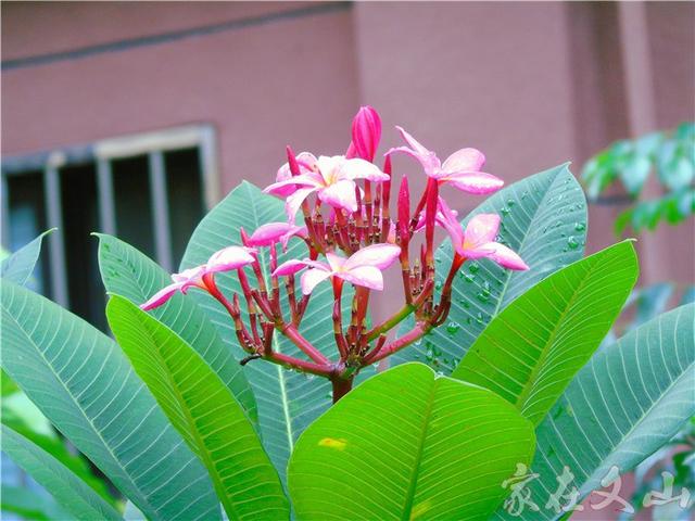 鸡蛋花的作用和功效详情介绍，鸡蛋花 功效（小区里有种漂亮得不行的花卉）