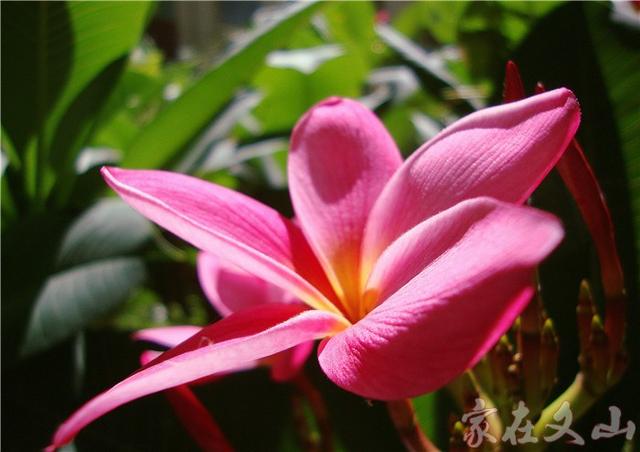 鸡蛋花的作用和功效详情介绍，鸡蛋花 功效（小区里有种漂亮得不行的花卉）