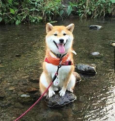 动漫柴犬头像微信，动漫柴犬头像（喜欢就get吧~）