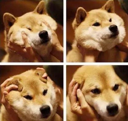 动漫柴犬头像微信，动漫柴犬头像（喜欢就get吧~）