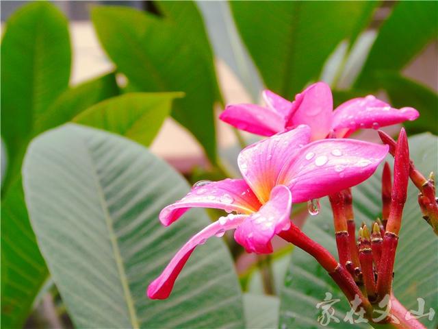 鸡蛋花的作用和功效详情介绍，鸡蛋花 功效（小区里有种漂亮得不行的花卉）
