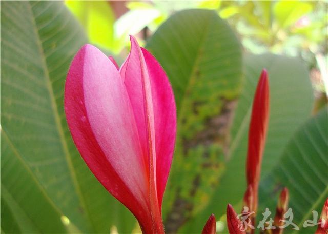 鸡蛋花的作用和功效详情介绍，鸡蛋花 功效（小区里有种漂亮得不行的花卉）