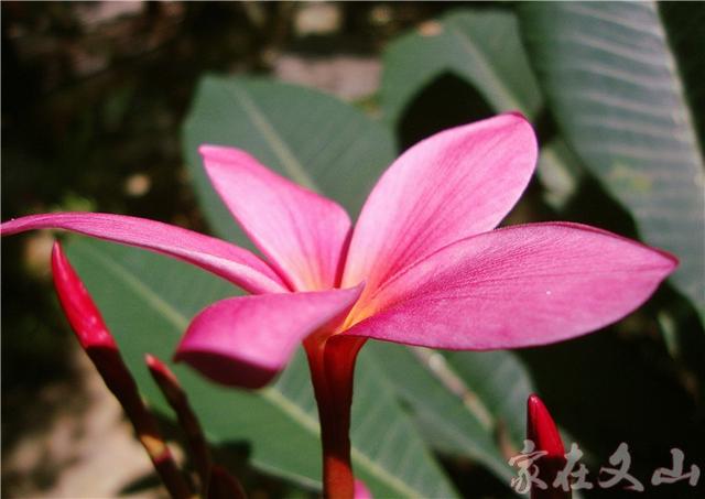 鸡蛋花的作用和功效详情介绍，鸡蛋花 功效（小区里有种漂亮得不行的花卉）