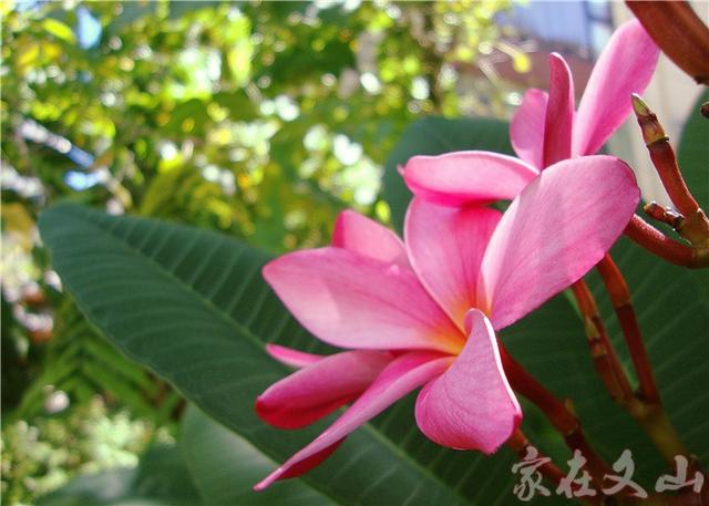 鸡蛋花的作用和功效详情介绍，鸡蛋花 功效（小区里有种漂亮得不行的花卉）