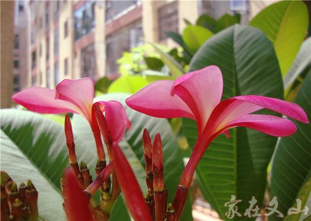 鸡蛋花的作用和功效详情介绍，鸡蛋花 功效（小区里有种漂亮得不行的花卉）