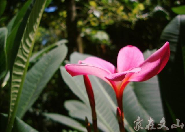 鸡蛋花的作用和功效详情介绍，鸡蛋花 功效（小区里有种漂亮得不行的花卉）