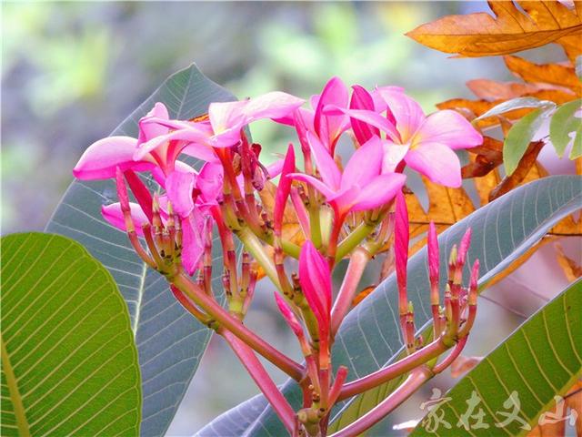 鸡蛋花的作用和功效详情介绍，鸡蛋花 功效（小区里有种漂亮得不行的花卉）