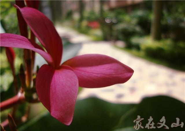 鸡蛋花的作用和功效详情介绍，鸡蛋花 功效（小区里有种漂亮得不行的花卉）