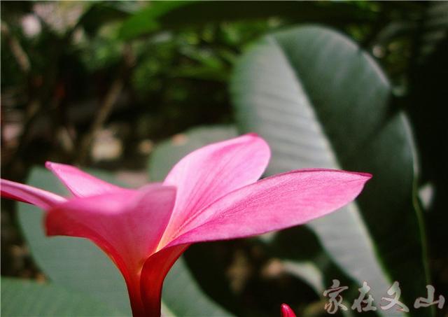 鸡蛋花的作用和功效详情介绍，鸡蛋花 功效（小区里有种漂亮得不行的花卉）