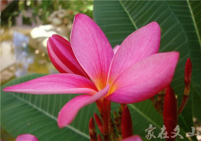 鸡蛋花的作用和功效详情介绍，鸡蛋花 功效（小区里有种漂亮得不行的花卉）