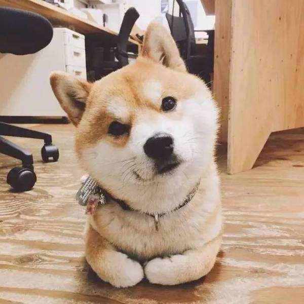 动漫柴犬头像微信，动漫柴犬头像（喜欢就get吧~）