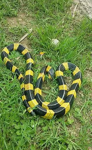 金环蛇(金环蛇图片,毒蛇界的金银兄弟之大哥——金环蛇