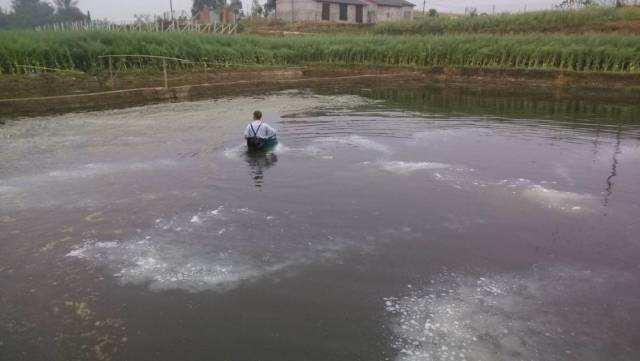 养小龙虾怎么养殖，小龙虾怎样养殖（来看看《整套的养殖龙虾流程图》）