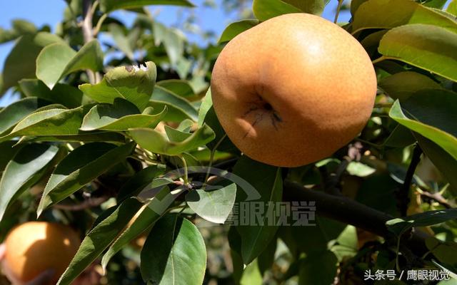 晚秋黄梨种植技术，晚秋黄梨栽培及修剪技术（农民种晚秋黄梨效益好）