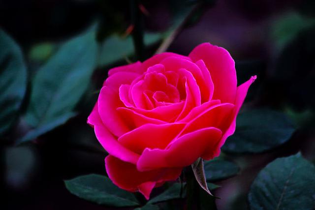 七步蛇是什么蛇，七步蛇是什么蛇v（专职写作七年一事无成）