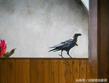 看见黄鼠狼有何预兆，看见黄鼠狼有什么征兆（农村房子这些动物跑进屋）