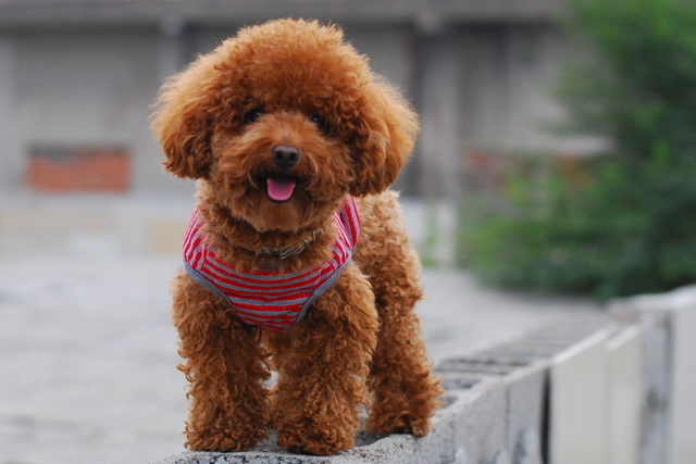 长毛狗,十种最常见的长毛宠物犬(长毛狗图片)