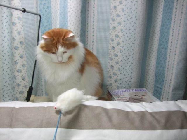 逗猫的技巧，如何逗猫玩儿（拉近你和你家猫主子的距离）