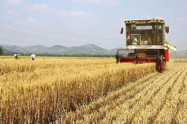 麦子什么时候成熟，农村老话“九成熟（内蒙麦子什么时候成熟）
