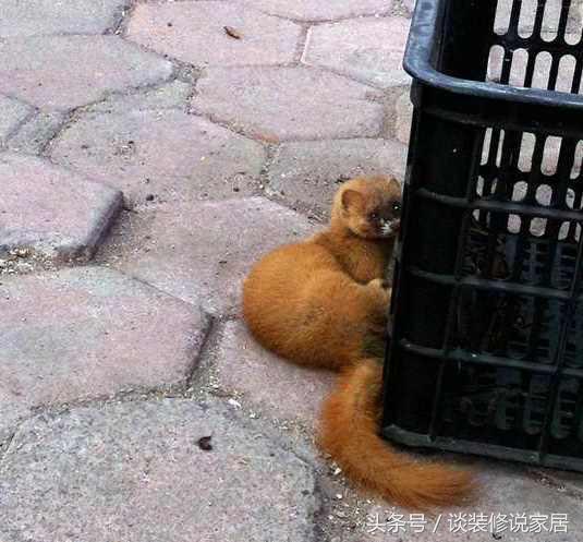 看见黄鼠狼有何预兆，看见黄鼠狼有什么征兆（农村房子这些动物跑进屋）