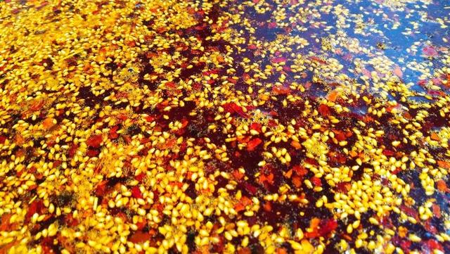 辣椒水怎么做，贵阳豆花饭辣椒水怎么做（火锅菜肴的补品）