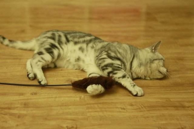 逗猫的技巧，如何逗猫玩儿（拉近你和你家猫主子的距离）