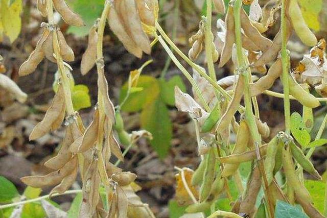 麦子什么时候成熟，农村老话“九成熟（内蒙麦子什么时候成熟）