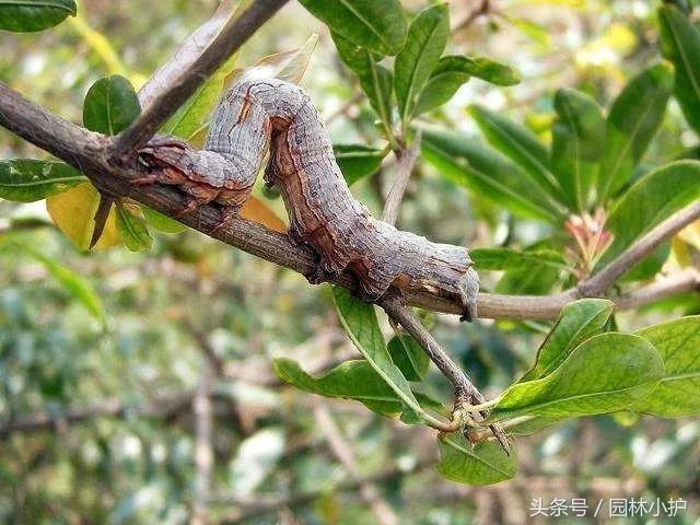 合欢巢蛾如何防治，合欢病害防治（八九月份园林养护高危虫害防治）