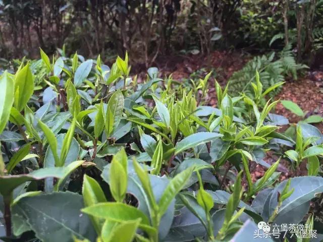 明前茶什么意思，“明前茶”指的是什么