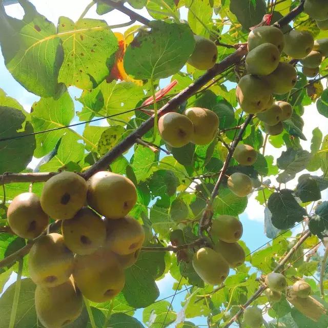 深山野生小猕猴桃怎么吃，资源县仿野生红心猕猴桃