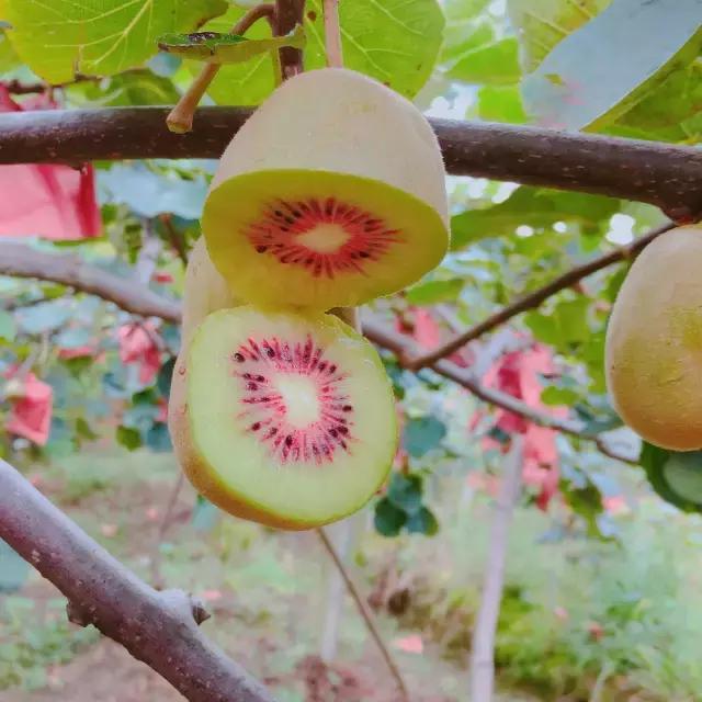 深山野生小猕猴桃怎么吃，资源县仿野生红心猕猴桃