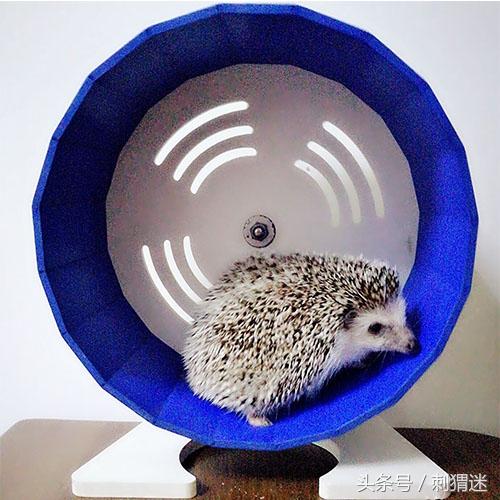 如何喂养宠物刺猬，如何家养刺猬宠物（先准备好这些再说）
