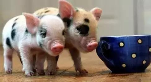 茶杯猪多少钱一只，茶杯猪多少钱一只活体（迷你茶杯猪成新宠）