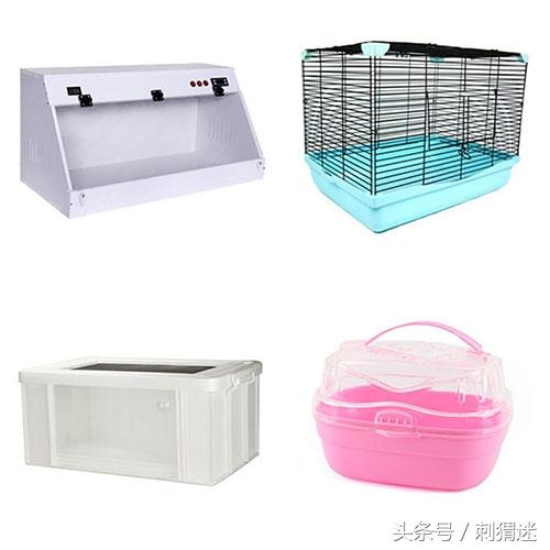 如何喂养宠物刺猬，如何家养刺猬宠物（先准备好这些再说）